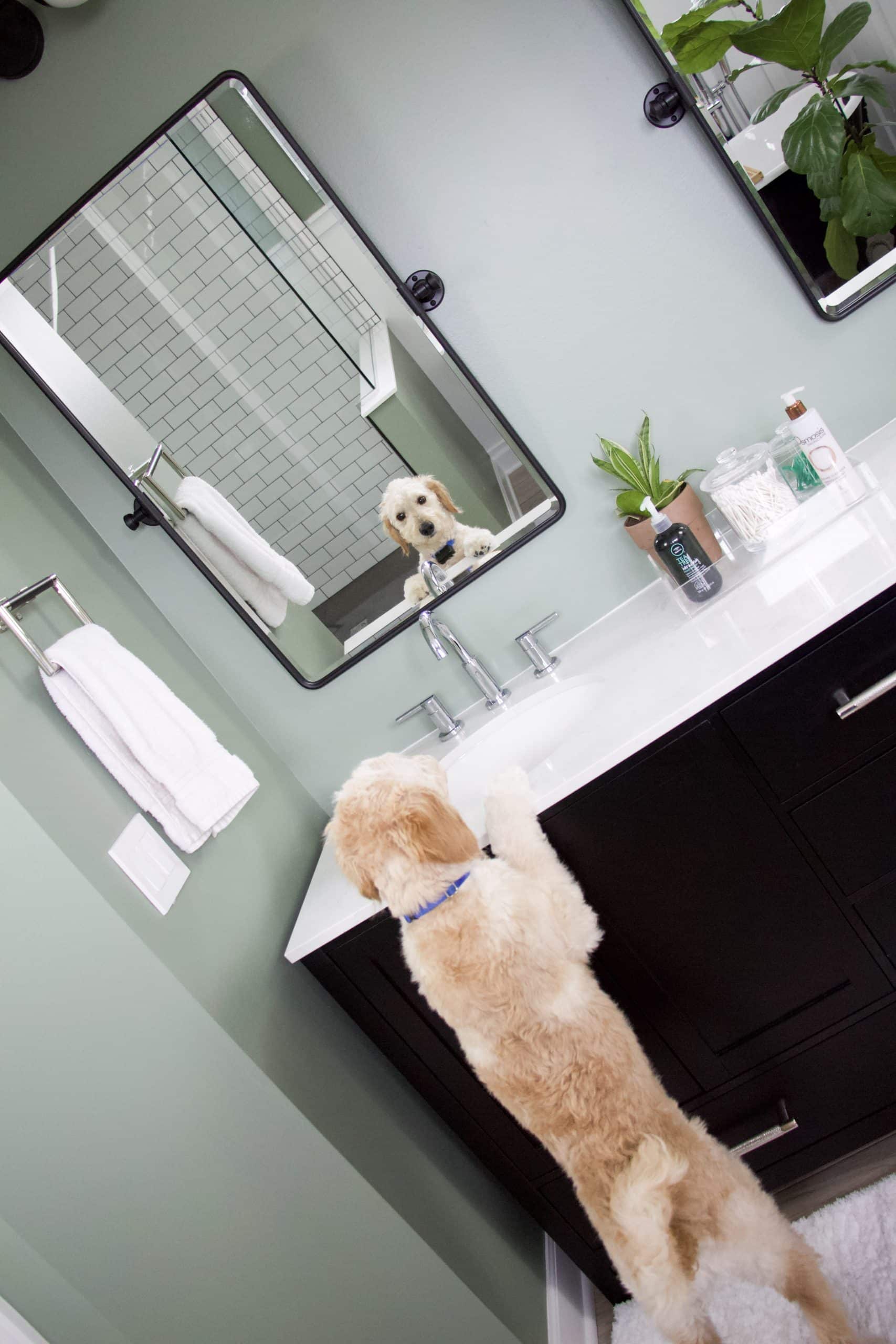 bathroom vanity with goldendoodle looking in mirror